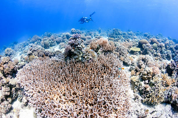 istock SCUBA diver and hard corals on a reef 498065717