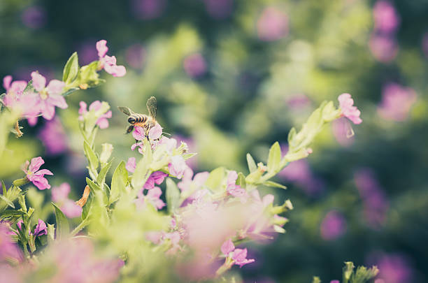 istock Pink Cuphea hyssopifolia or false heather or Mexican heather or 498065873