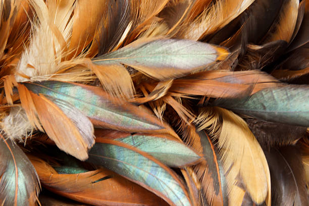 istock Closeup of Chicken Feather Duster 498065887