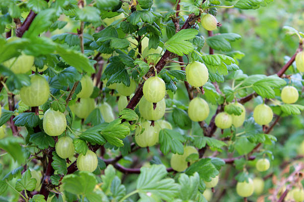 imagen de casquillo de gooseberry con un cultivo de grosella espinosa - gooseberry fruit bush green fotografías e imágenes de stock