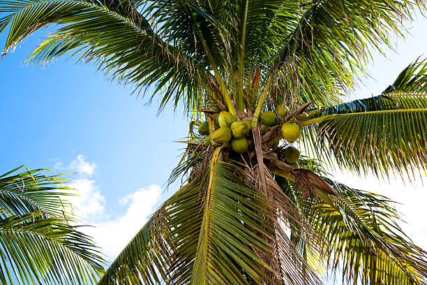 istock View from directly below a coconut palm tree. Tropical plant. 498067461