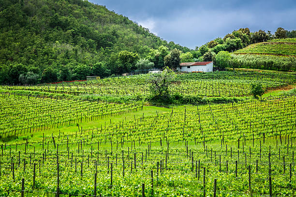 istock Green field with grapes in Tuscany 498067791