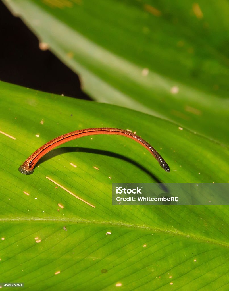 Hổ Đỉa Trên Một Chiếc Lá Trong Rừng Hình ảnh Sẵn có - Tải xuống ...