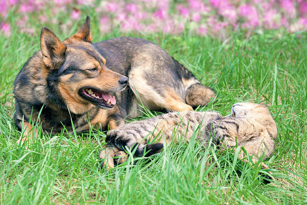 istock Dog and cat playing together 498069277