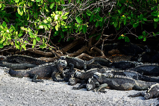 marine iguanas em ilhas galápagos - fernandina beach - fotografias e filmes do acervo