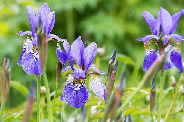 istock Horizontal of Blue flag iris in garden. 498073097