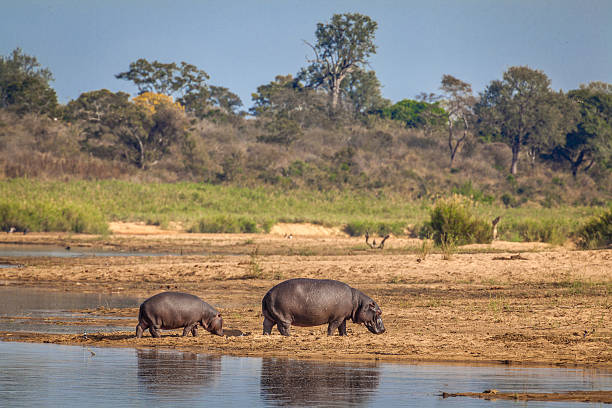 istock Baby and Mother Hippo 498073359