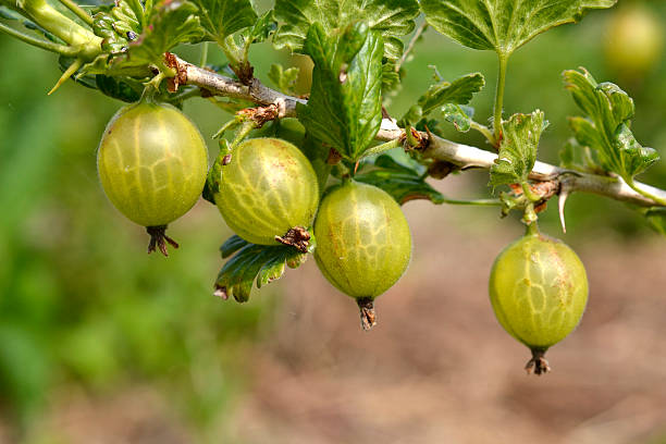 gooseberries. - leidschendam photos et images de collection