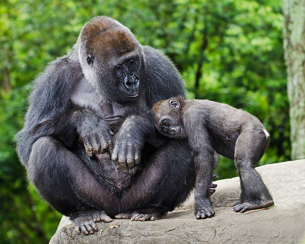 gorille attentionné pour jeune femme - famille danimaux photos et images de collection