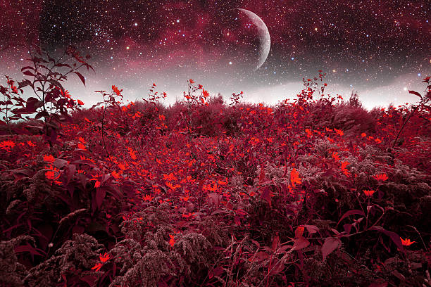 istock mystical spring night. Elements of this image furnished by NASA 498074149
