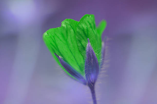 istock Artistic macro green Geranium watercolor paint, vivid colors 498074241