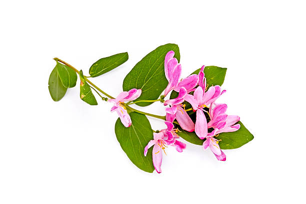 istock Sprig of honeysuckle with pink flowers 498074437