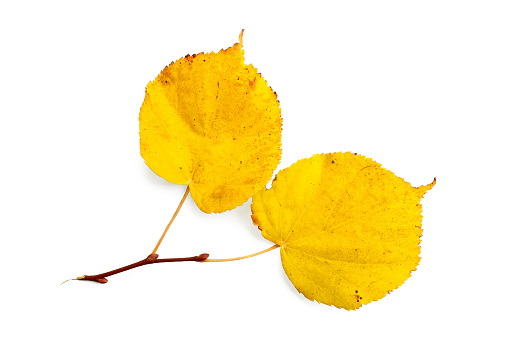 Sprig of linden with yellow leaves isolated on white background