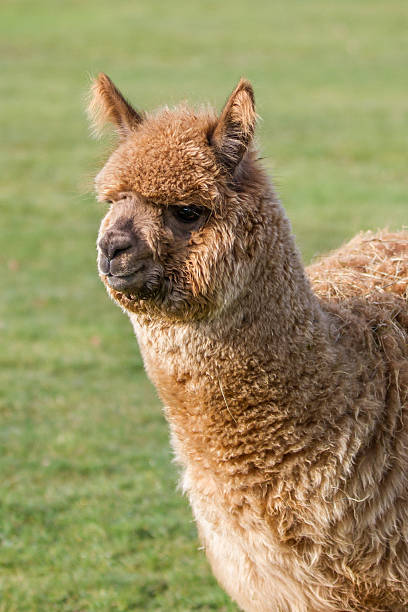 istock portrait of alpaca 498075309