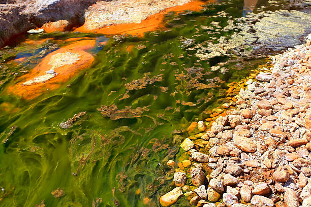 istock green alga in acidic river 498076227