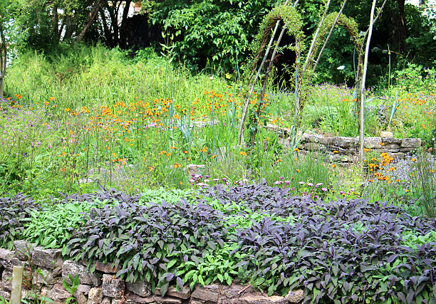 istock Ornamental vegetable garden with herbs, sage, living willow arches 498076869