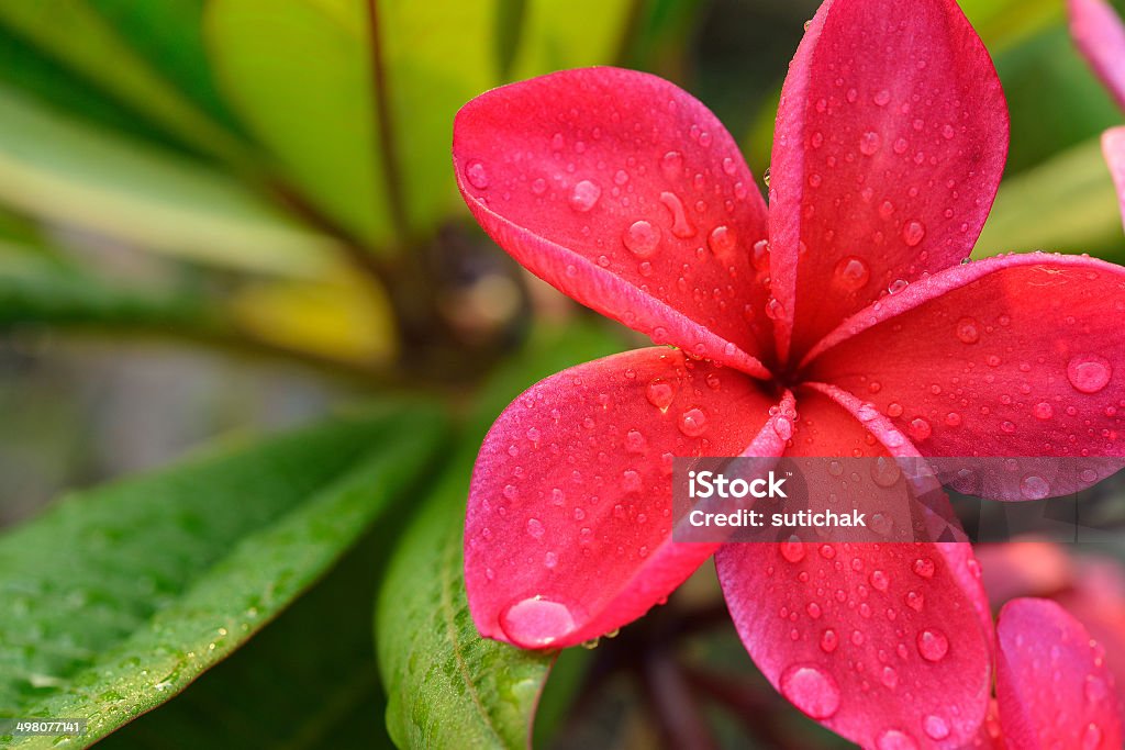 Frangipani tropical flower with water drops on petal Bali Stock Photo