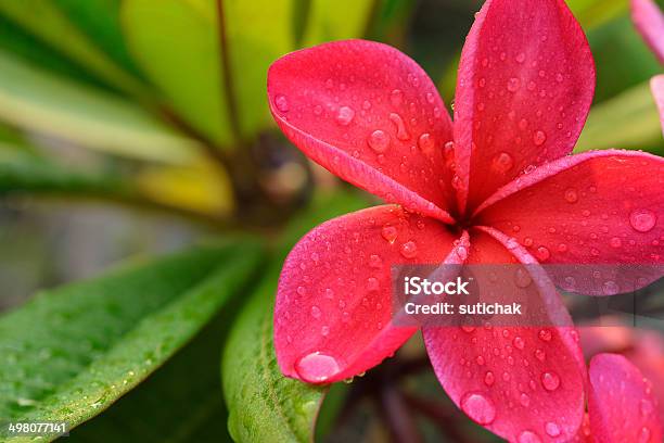 Frangipani Tropical Flower With Water Drops On Petal Stock Photo - Download Image Now