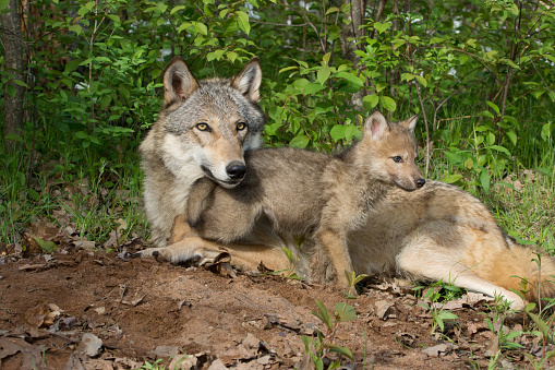 wolf at her den with her pup 
