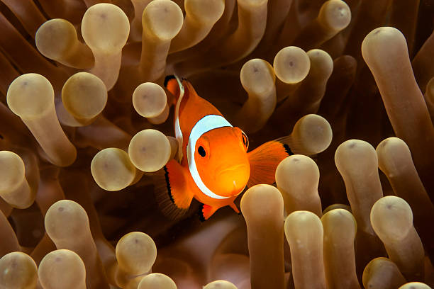 istock Clownfish in its host anemone. 498078835