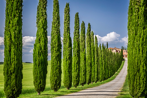 Road to agritourism in Tuscany with cypresses