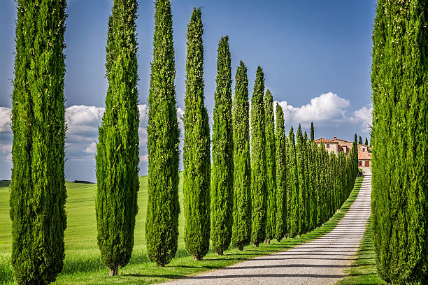 Road to agritourism in Tuscany with cypresses stock photo