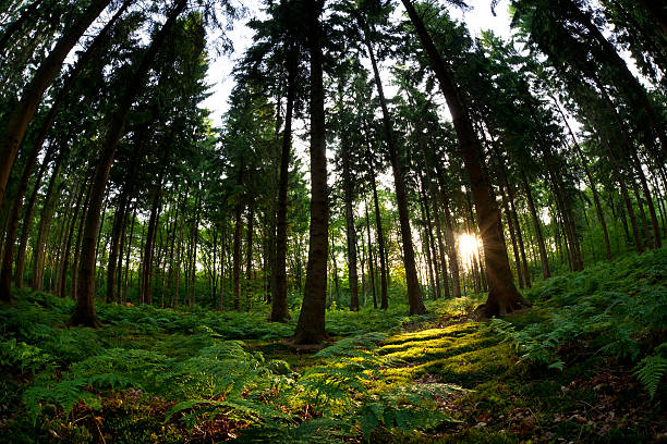 istock morning sunshine in coniferous forest 498080075