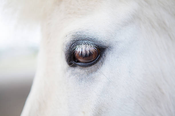 클로즈업 선으로나 백마 - horse white horse animal head horse racing 뉴스 사진 이미지