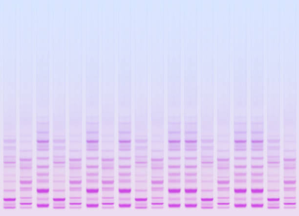 생명공학 - sugar phosphate backbone 뉴스 사진 이미지