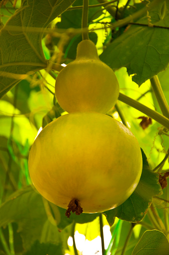 special bitter gourd hanging on the tree