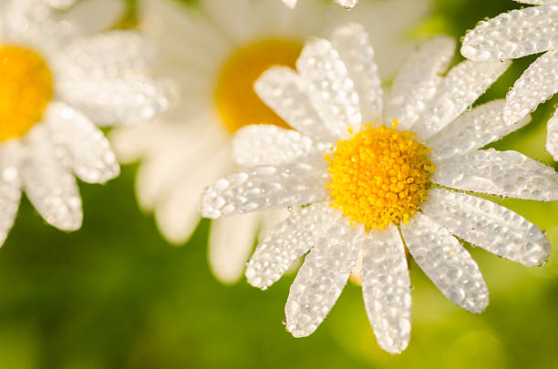 ホワイトのデイジーまたは Leucanthemum vulgare と水ドロップ ストックフォト