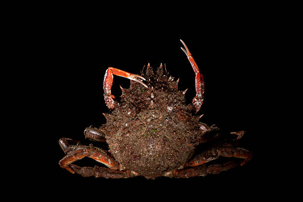 istock Maja Squinado (European Spider Crab), humor, stretching, still life, black 498086625