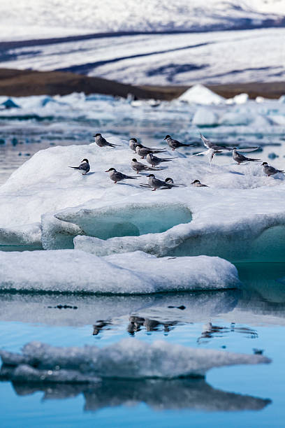 istock Birds on an iceberg 498086659