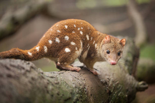 Quoll Quoll spotted quoll stock pictures, royalty-free photos & images
