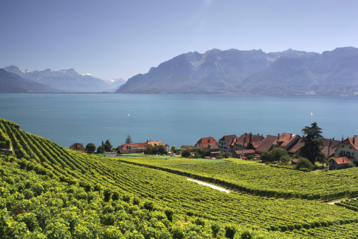 View over lake Geneva from the Lavaux vines.