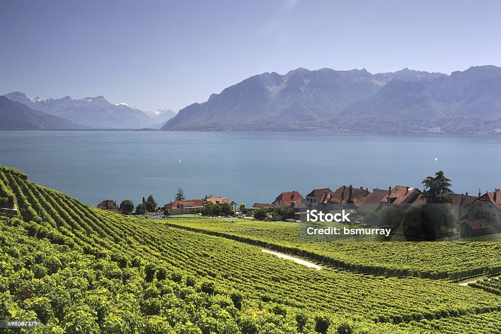 View over lake Geneva from the Lavaux vines. View over lake Geneva from the Lavaux vines, Vaud, Switzerland. Lausanne Stock Photo