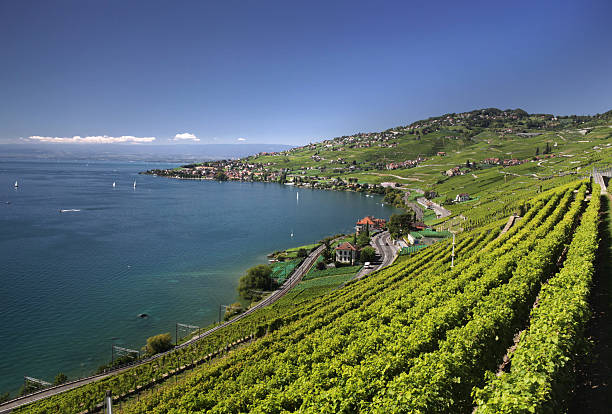 View over lake Geneva from the Lavaux vines, Vaud, Switzerland.
