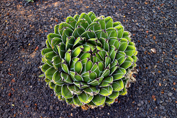 istock Cactus in Lanzarote Island, Canaries,Spain 498087637