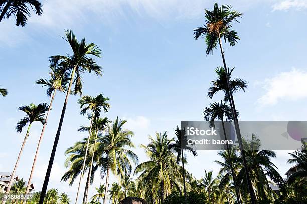 Tropical Palma - Fotografias de stock e mais imagens de Ao Ar Livre - Ao Ar Livre, Azul, Cena de tranquilidade