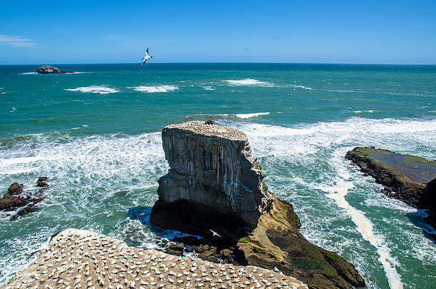 무라와이 지역 공원 auckland, new zealand - murawai beach 뉴스 사진 이미지