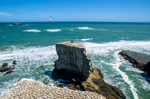 Muriwai Gannet Colony which is located at Muriwai Regional Park.It is on the West Coast of the North Island in Auckland,New Zealand