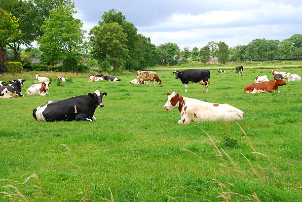 istock Holstein Cattle in North Brabant. 498089273