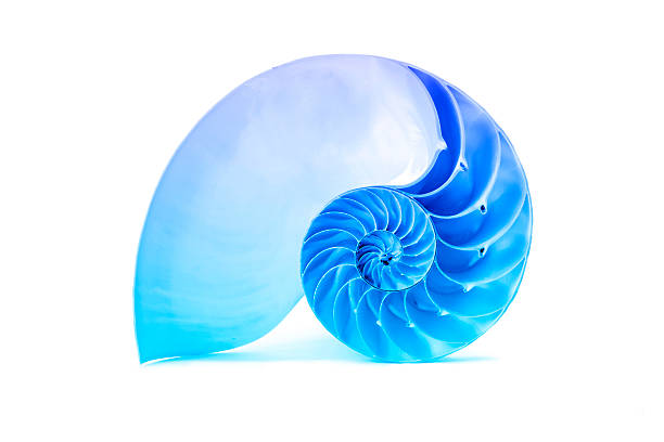 Shell With Fibanncci Shell 1,500+ Fibonacci Shell Stock Photos, Pictures & Royalty-Free Images ...