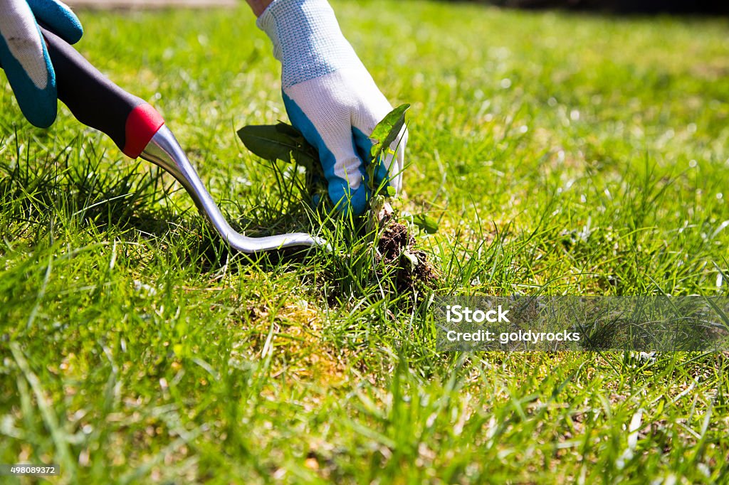 manual weed conrol A garden gloved hand manually pulls a weed from the grass with the help of a weed pulling tool. Weeding Stock Photo