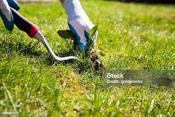Manual Weed Conrol Stock Photo - Download Image Now - Weeding, Yard - Grounds, Lawn