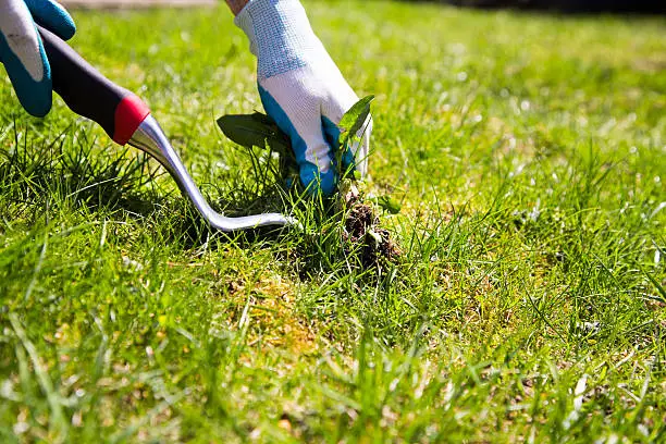 A garden gloved hand manually pulls a weed from the grass with the help of a weed pulling tool.