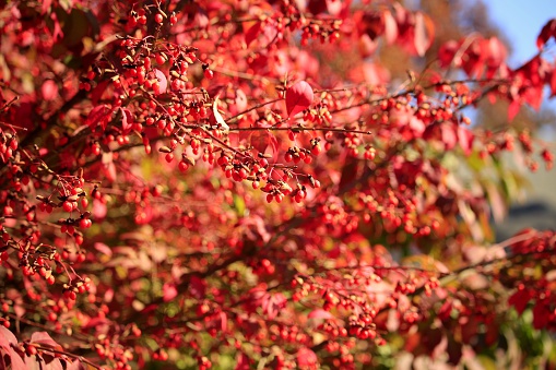 Colorful burning bush in front of a house in late fall