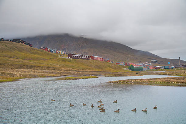 istock Ducks Swimming near Longyearbyen, Svalbard 498089450