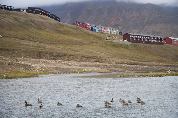 istock Ducks Swimming near Longyearbyen, Svalbard 498089460