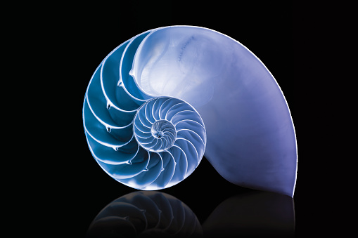 Carcasa nautilus matemáticas espiral con azul superposición en sólo dos tonos photo